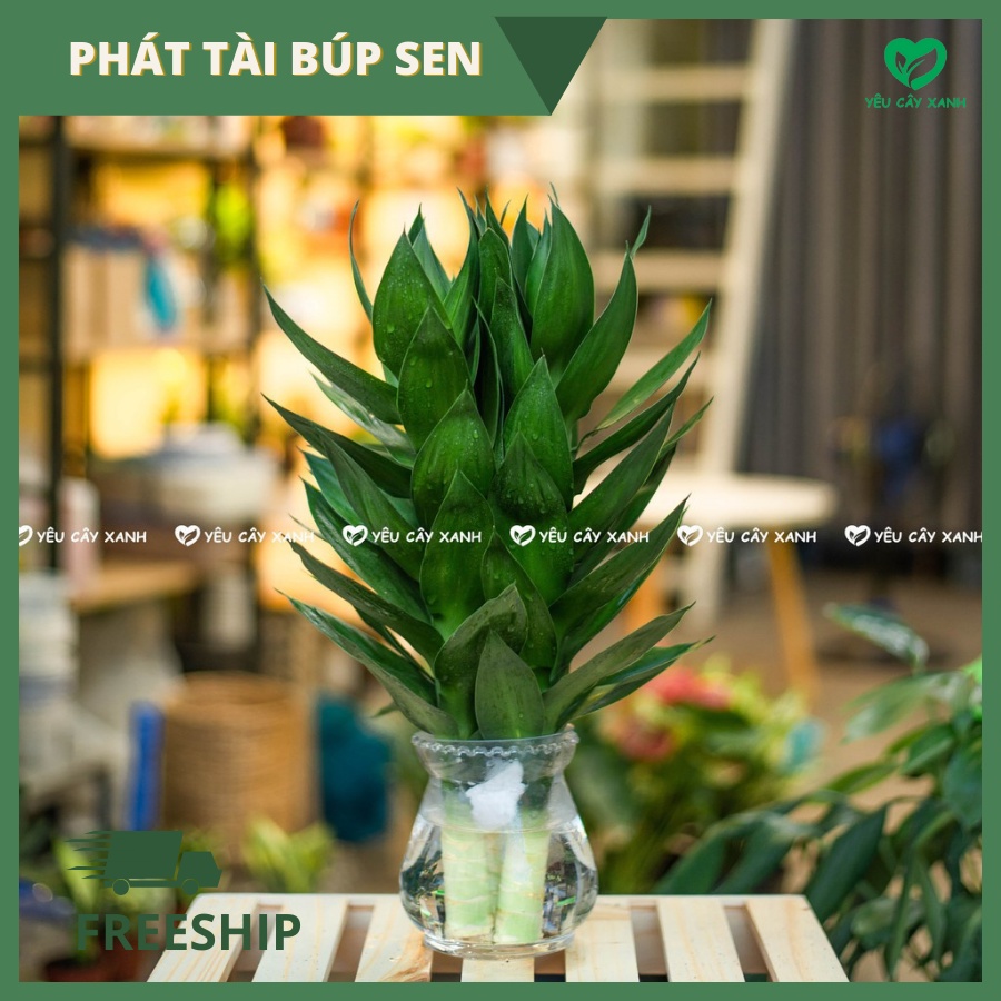 Cây Phát Tài Búp Sen Thủy Sinh kèm chậu thủy tinh