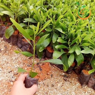 Cây giống Keo Lai