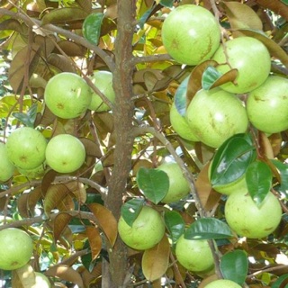 VÚ SỮA BƠ HỒNG