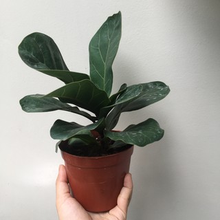 Combo chậu + cây bàng Singapore