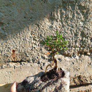 Sam hương hòn non bộ mini