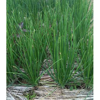 Hẹ Cao Sản (gói 2g), Hạt Giống Chất Lượng Cao