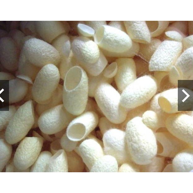 Kén tằm tự nhiên 25 cái