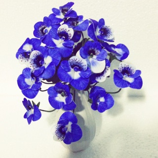 Hoa Pansy đất sét