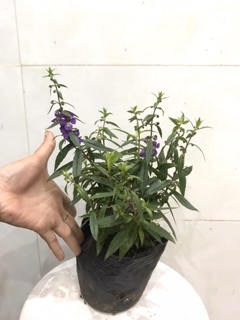 Cây violet Nhật, cây hoa singum