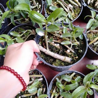 Hoa phong lan phi điệp ươm kie