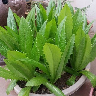 Hạt Giống Rau Diếp Thơm (Gói 5gram )- STHG1