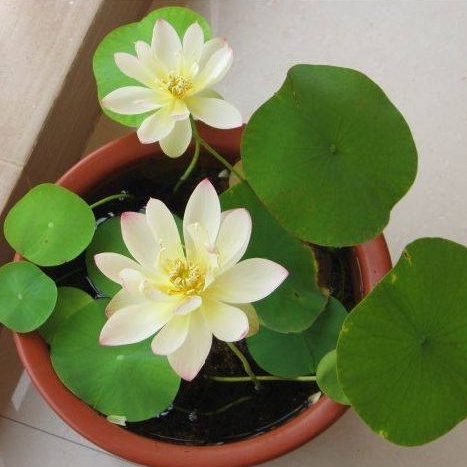 Hạt Giống Sen Mini Nhật 5 Màu Dễ Trồng (5 Hạt)