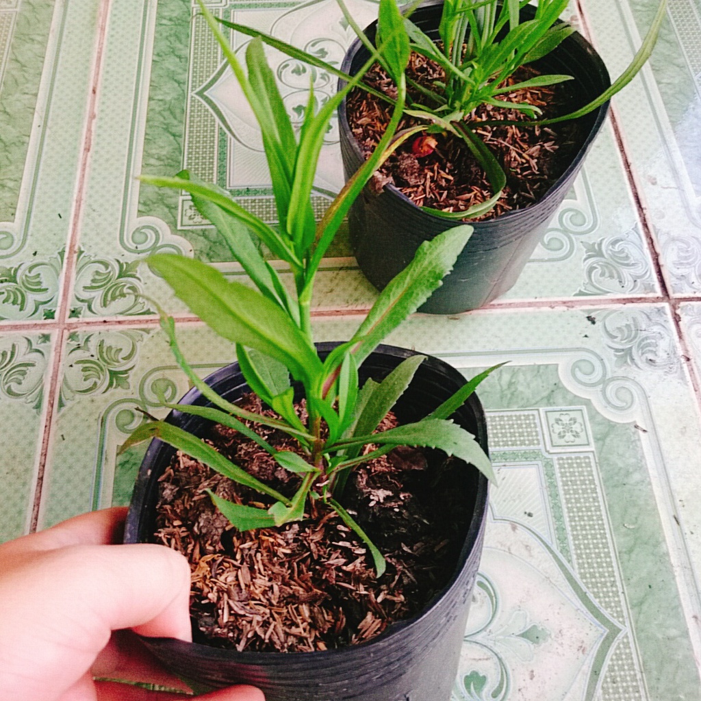 Cây Hoa Thạch Thảo  - cây cảnh để bàn