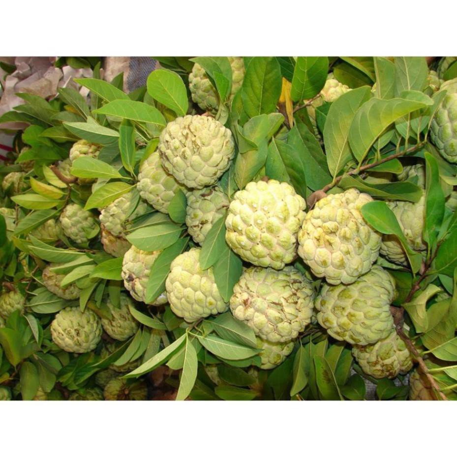 sản phẩm CÂY NA THÁI