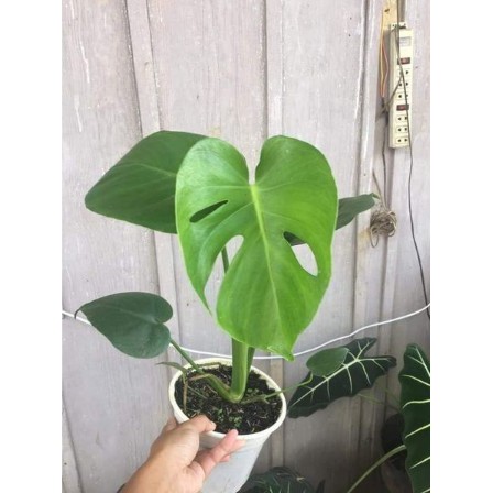 Cây giống trầu bà Nam Mỹ lá xẻ Monstera Deliciosa - cây phong thủy nội thất sân vườn-UtNho