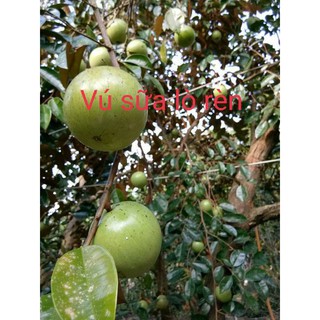 CÂY GIỐNG VÚ SỮA LÒ RÈN