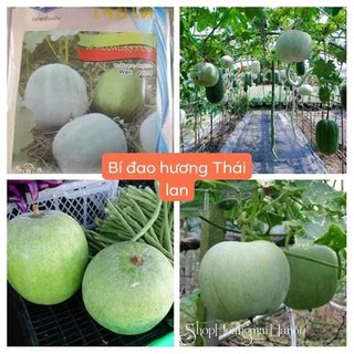 HẠT GIỐNG BÍ ĐAO HƯƠNG THÁI LAN