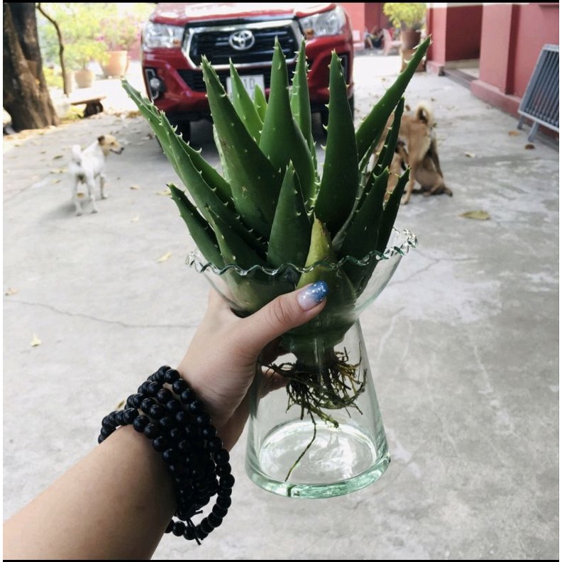 Ly đựng phật thủ, lọ thủy tinh trồng cây nuôi cá nha đam thủy canh,15cm x 15cm ⚡️BAO BỂ VỠ⚡️
