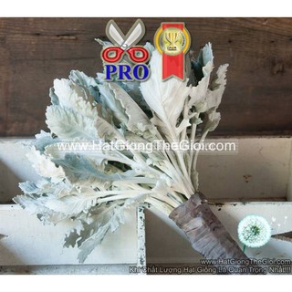 100.HAT Hạt Giống Cây Lá Bạc New Look (KD| -KD: B36*X64)