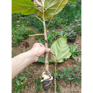 Cây vả mật giống quả to