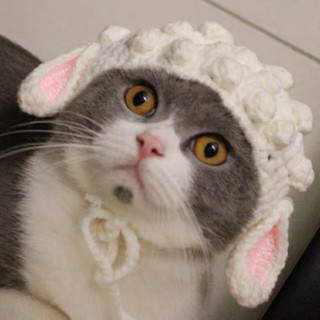 Nón cừu len cho mèo, cún, thỏ,...