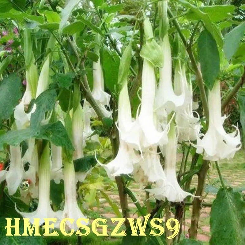 Hạt giống cà độc dược trồng được bốn mùa Cà độc dược quý hiếm trồng trong chậu vườn tỷ lệ nảy mầm 90% 20h