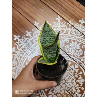 cây lưỡi hổ mini - lưỡi hổ thái, giống lùn