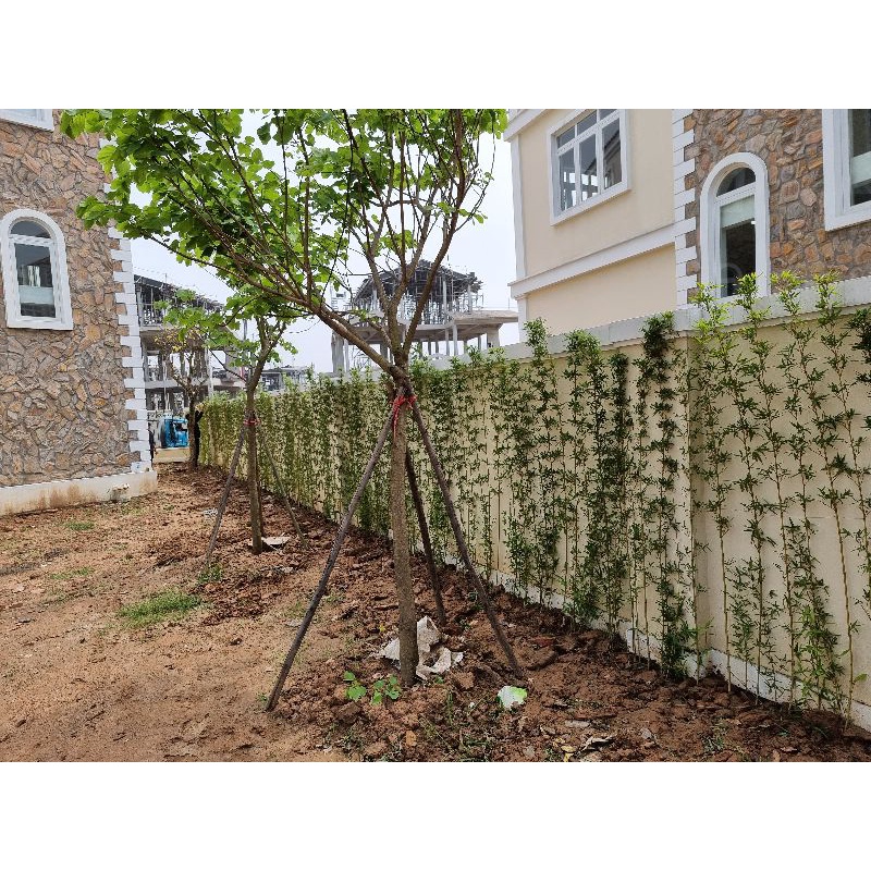 cây trúc quân tử cao 1m5 đến 1m7