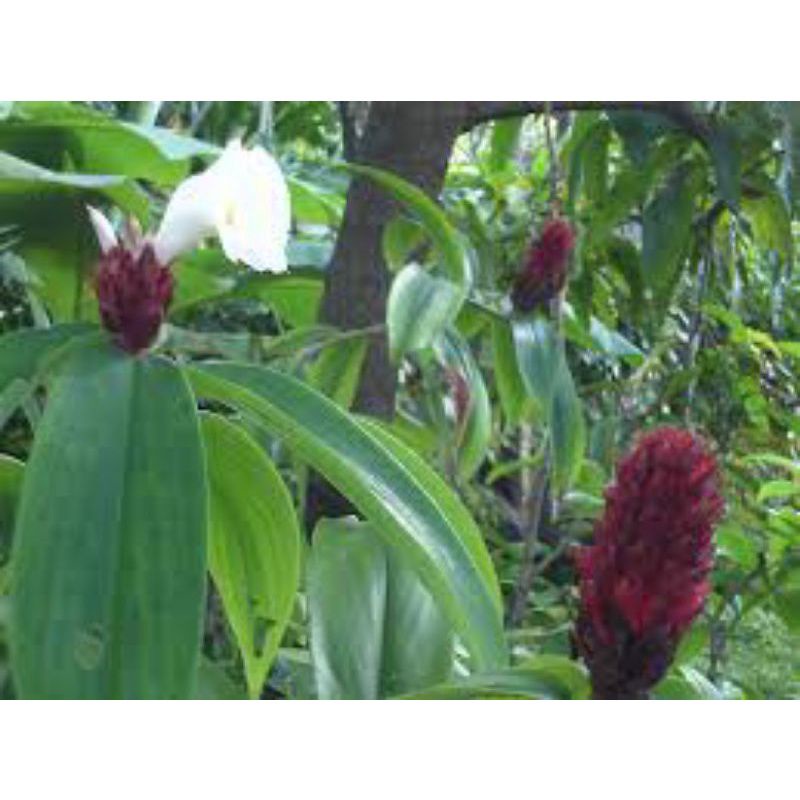1KG Củ Mía Dò  Khô