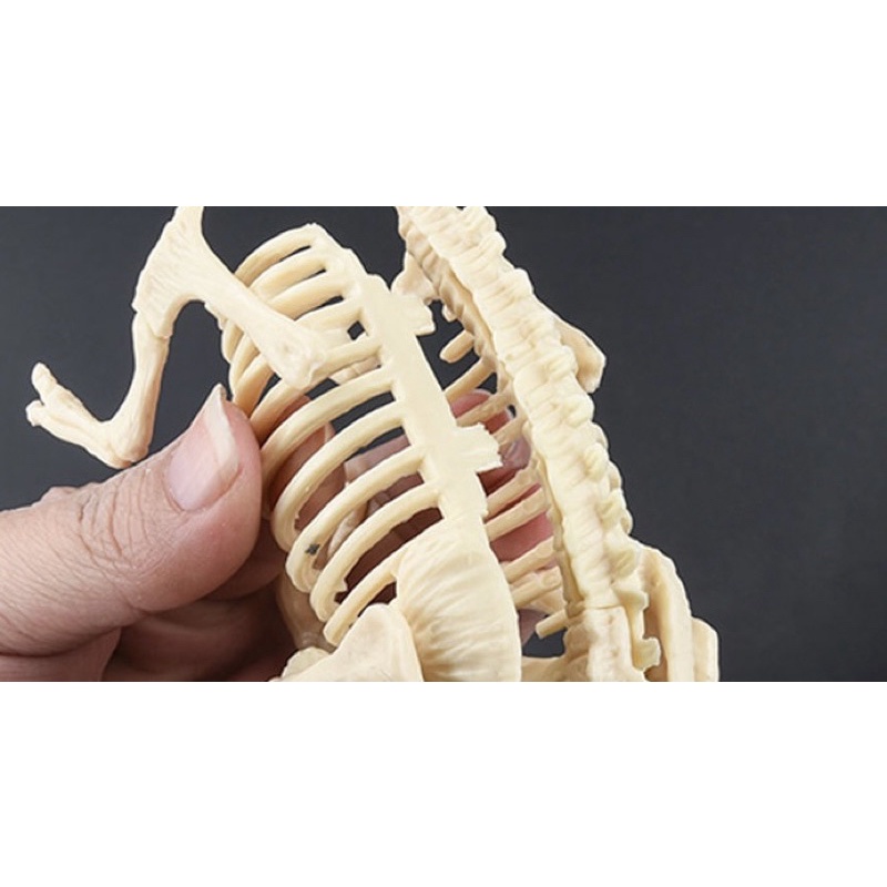 Bộ đồ chơi khảo cổ khai quật xương khủng long dành cho trẻ