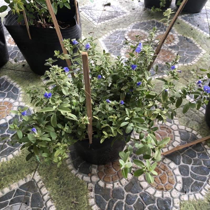 [Hoả tốc HCM] Chậu cây hoa Thanh Tú - Blue Daze