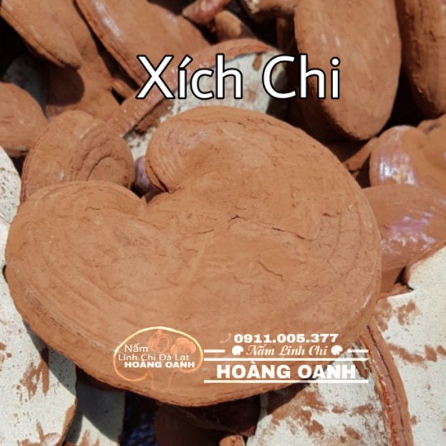 Nấm Linh Chi Nguyên bào tử nhà trồng 500g - Thái Lát - Nguyên tai | BigBuy360 - bigbuy360.vn