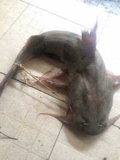 Ruốc  Cá Chiên Sông