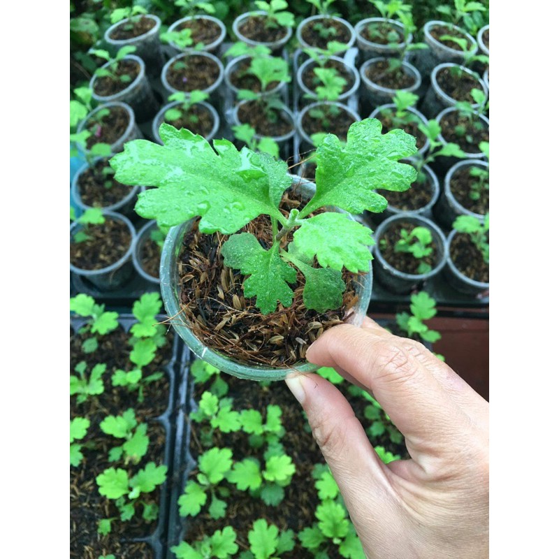 🌿Cây Giống Cúc Mẫu Đơn Nhật Bản🌿