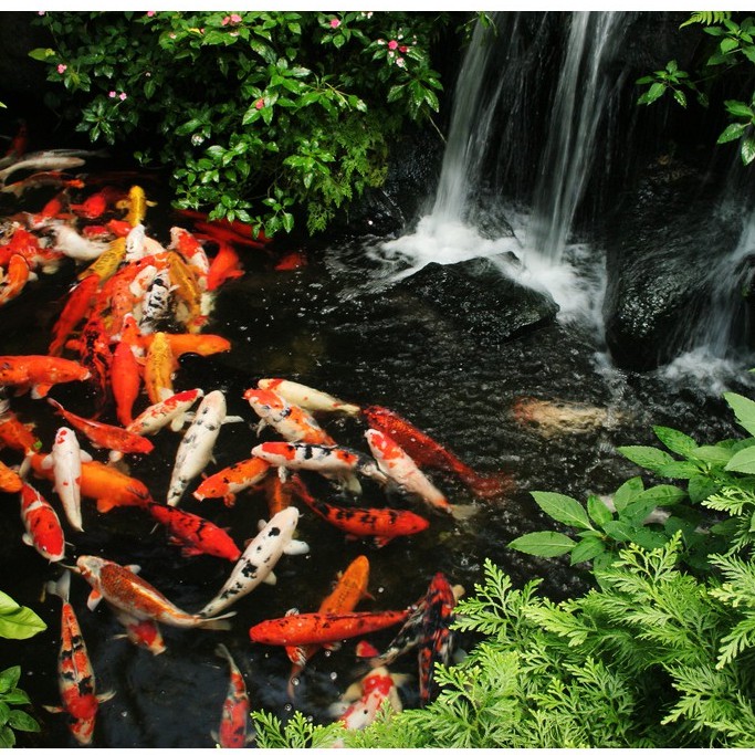 Hũ Than Gáo Dừa 100% Hoạt Tính Lọc Nước Hồ Cá Cảnh Hồ Thủy Sinh