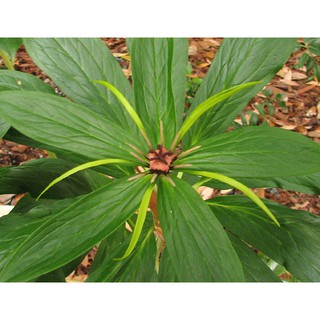 hạt giống nhất diệp thất chi hoa f1