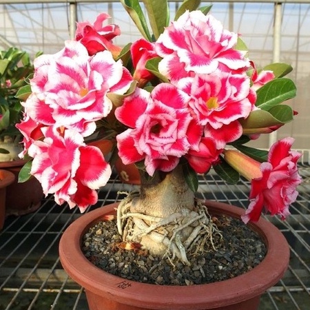 Kích ra hoa cực mạnh NPK 5-35-25+Te hủ 500g, tạo mầm hoa, kích phát tố cho cây trồng ra hoa