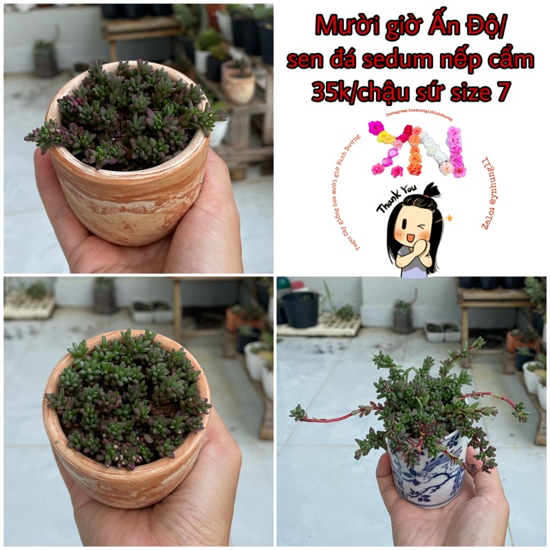 Chậu Sen đá sedum nếp cẩm/mười giờ Ấn Độ