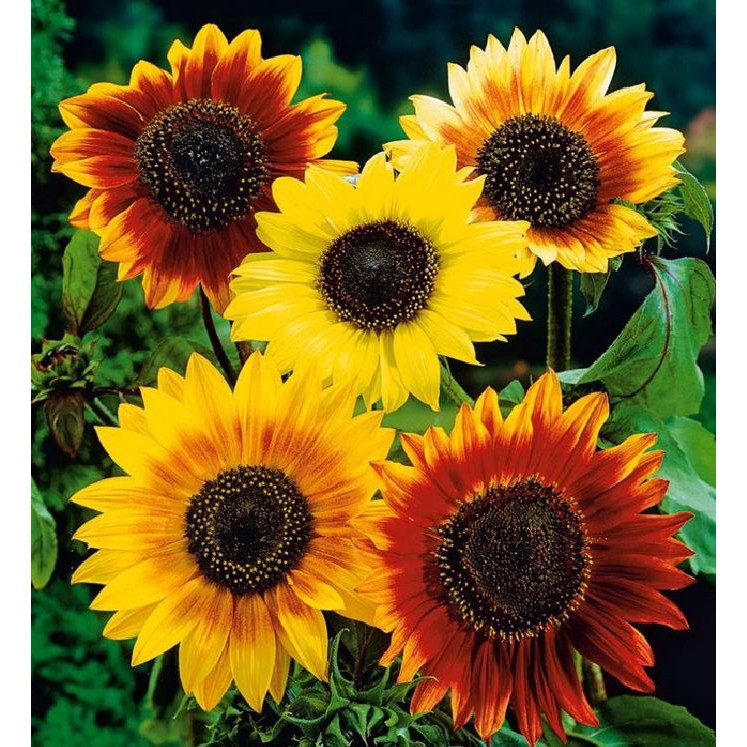 Hạt giống hoa hướng dương mix màu 30 hạt/gói