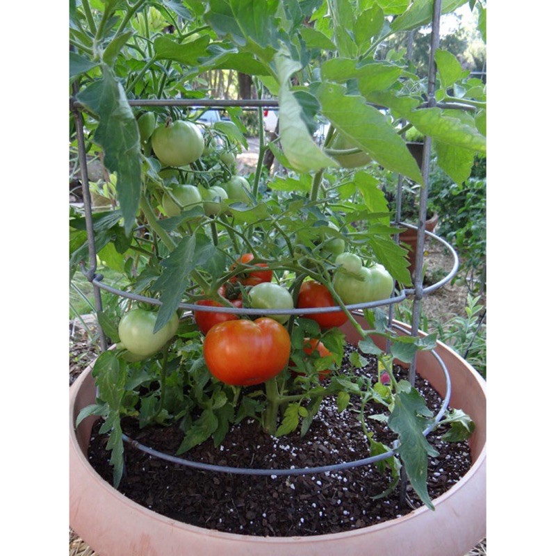 Hạt giống cà chua quả to HN 20 hạt