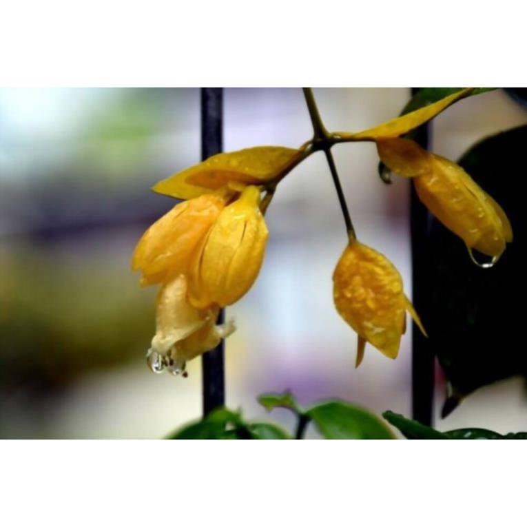 10 Hạt Hoa lan hoàng dương – Loài hoa dây leo với sắc màu rực rỡ