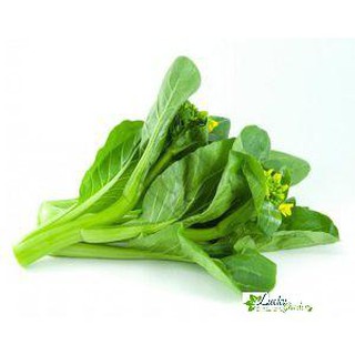 10g hạt giống cải ngồng xtra