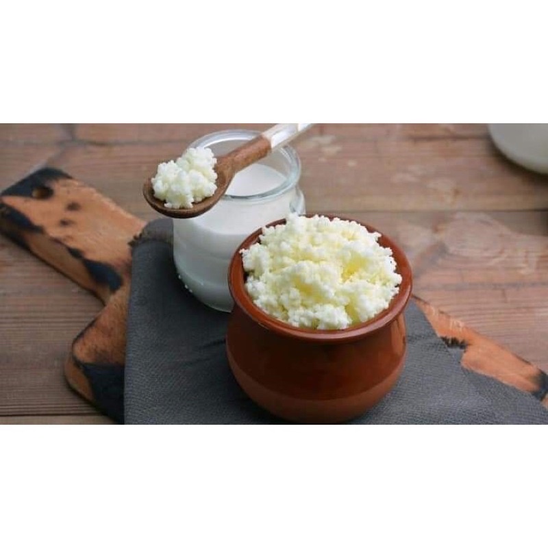 Nấm kefir - men sữa chua ( cam kết thành công )