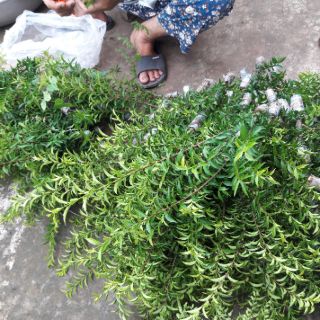 10 cành Mai chiếu thủy