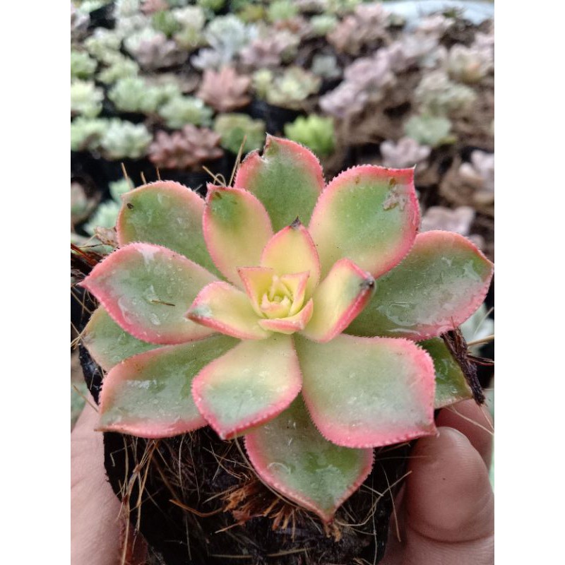 MỘT CHIẾC SEN ĐÁ 3 MÀU CẦU MAY MẮN 🍀 SIZE MINI 8X8CM ĐÃ THUẦN KHÍ HẬU SỨC SỐNG CAO ĐẸP 💪