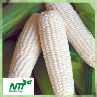 Hạt giống bắp nếp nù tn
