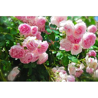 🌹🌹Hạt giống hoa Hồng leo Pháp Mix 🌹🌹