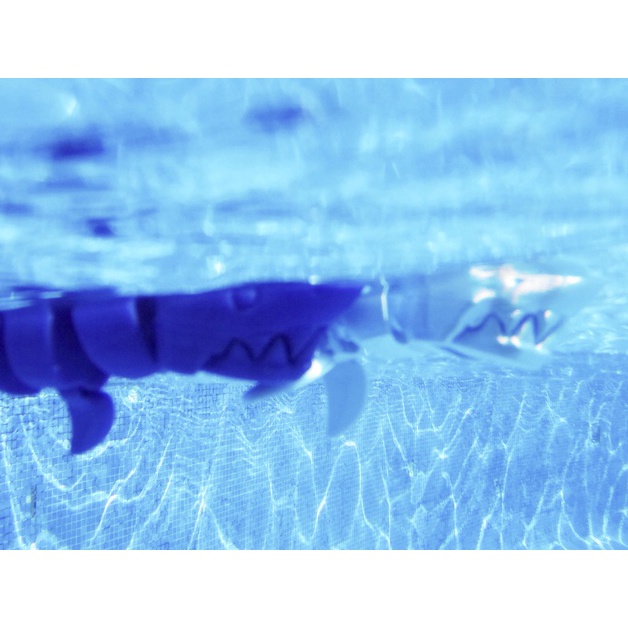 Cá mập Flexi shark