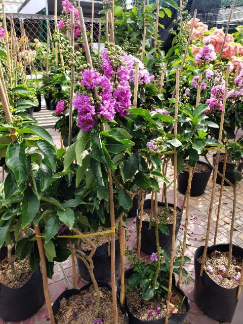 Cây Bằng Lăng Thái Loại Siêu Bông