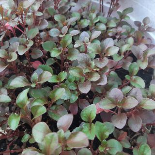 Rau xà lách xoong Nhật