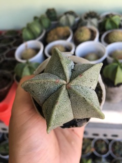 XƯƠNG RỒNG ASTRO SAO