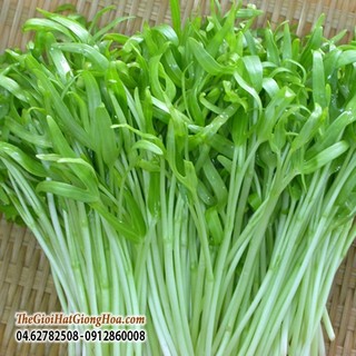 Hạt giống Rau mầm rau muống gói 100gr