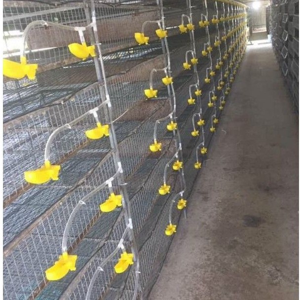 Máng uống tự động cho chim cút , bồ câu