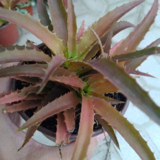 Chậu cây dứa Nam Mỹ đuôi phụng